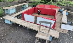 Hayvanları koruma derneği başkanı horoz dövüştürürken yakalandı