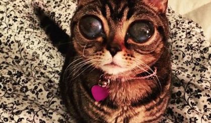 Photoshop değil gerçek uzaylı kedi!