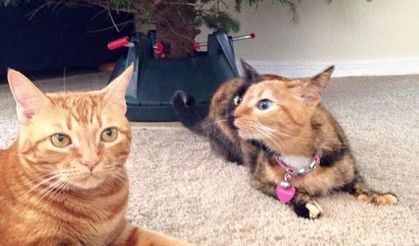 İnternetin yeni fenomen kedisi: Venüs