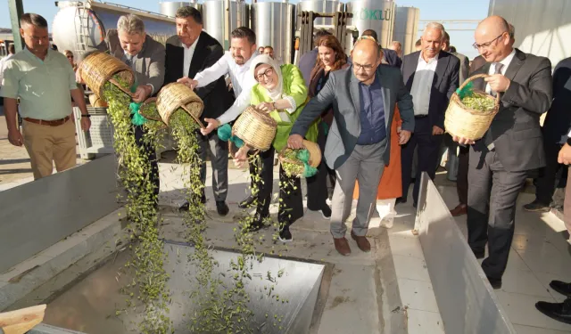 Ayvalık'ta yılın ilk zeytin hasadı yapıldı