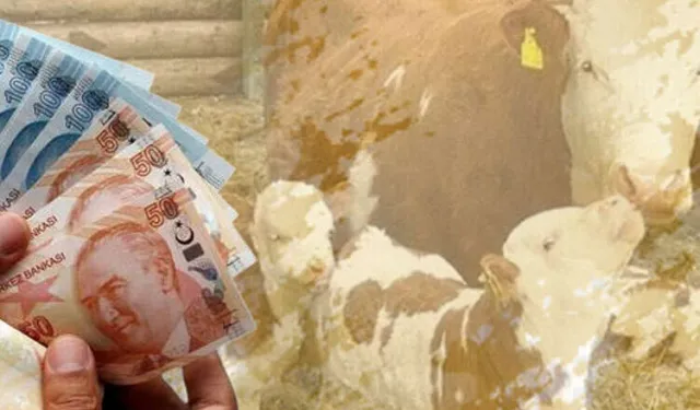 Çiftçilere müjde: 4,5 milyar TL destek hesaplarda