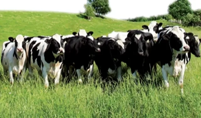 Edirne'de hayvan hareketliliğine aşı engeli