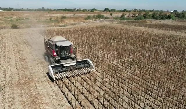 Mustafakemalpaşa'da belediye projesinde ayçiçeği hasadı